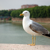 Gull
