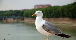 Gull