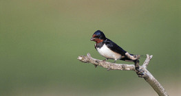 Barn swallow