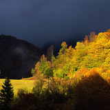 Autumn forest