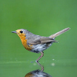 European robin