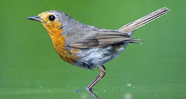 European robin