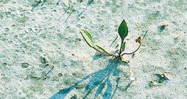 Flourishing in saline soil