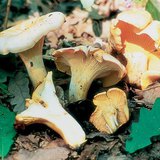 Chanterelle