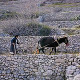Селско стопанство на територията на Средиземноморието