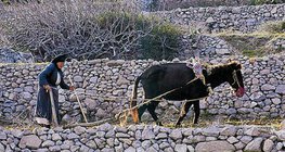 Agriculture in the Mediterranean areas