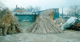 Leafy maize stalks gathered in a cone shape