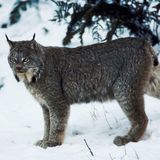 Lynx