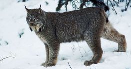 Lynx