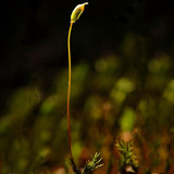 Мъхово растение със спороносна кутийка