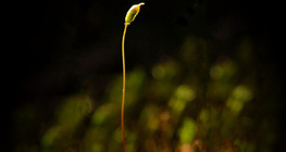Seta and sporangium of a mature moss plant
