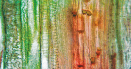 Plant vascular tissue (gourd stem)