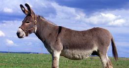 Donkey