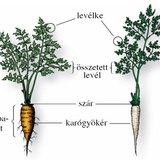A sárgarépa és a petrezselyem leveles répateste