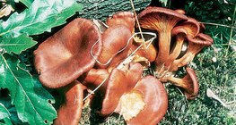 Jack-o'-lantern mushroom