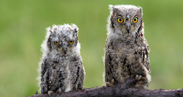 Young Eurasian scops owls