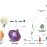 A hagyma felépítése