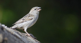 House sparrow (female)