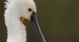 Eurasian spoonbill