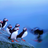 Puffins