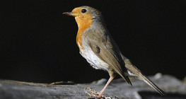 European robin