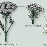 A sárgarépa virágzata