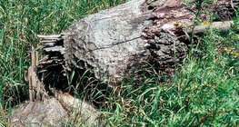 Beaver chewed tree