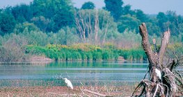 Kis-Balaton, a wetland in Hungary