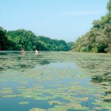 Затлачен ръкав на река Тиса