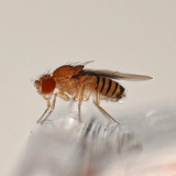 Drosophila - red-eyed (wild)