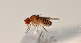 Drosophila - red-eyed (wild)