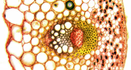 Vascular bundles, cross section (dicot)