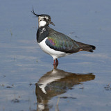 Обикновена калугерица