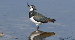 Northern lapwing