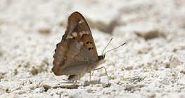 Lesser Purple Emperor