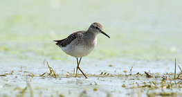 Wood sandpiper