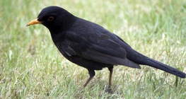 Common blackbird 