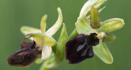 Early spider orchid
