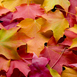 Autumn leaves