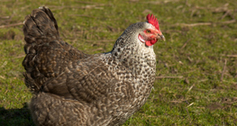 Hen