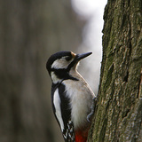 Great spotted woodpecker