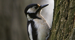 Great spotted woodpecker