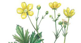 Meadow buttercup