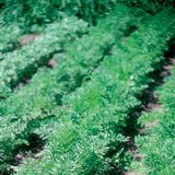 Ред моркови в зеленчукова градина