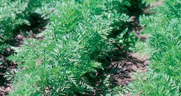 Growing carrots in the garden