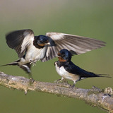 Barn swallow