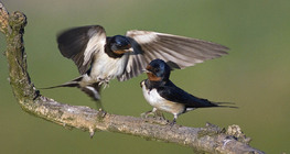 Barn swallow