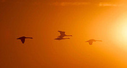 Flying birds in sunlight