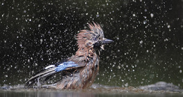 Eurasian jay bathing