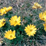 Adonis transsylvanica